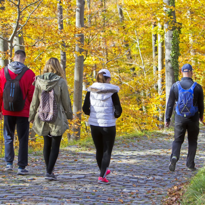 The backs of four people and a dog walking on a cobblestone path through a forest with bright yellow leaves during autumn.
