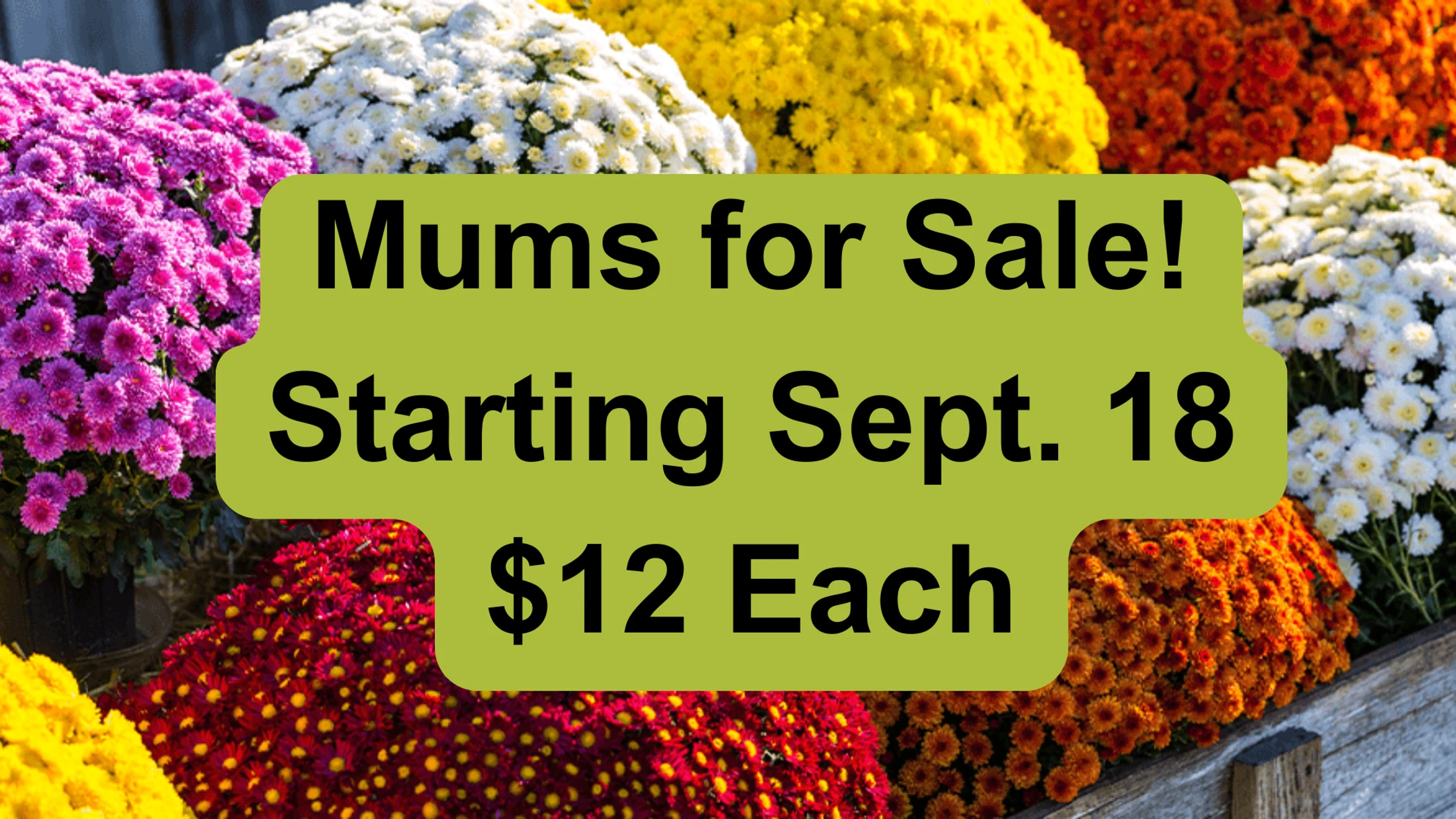 Mum Sale