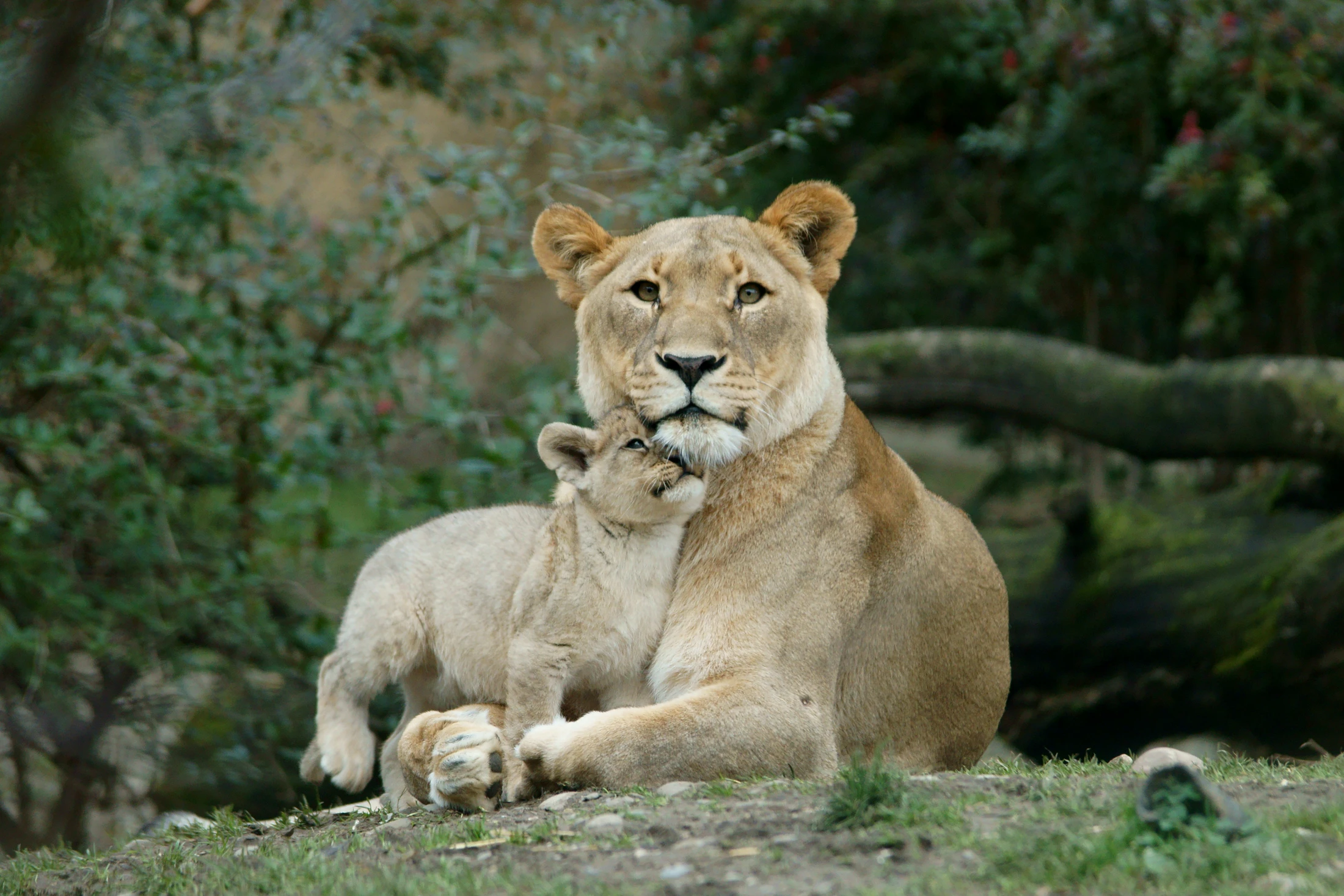 The Nurturing/Mothering Qualities of God