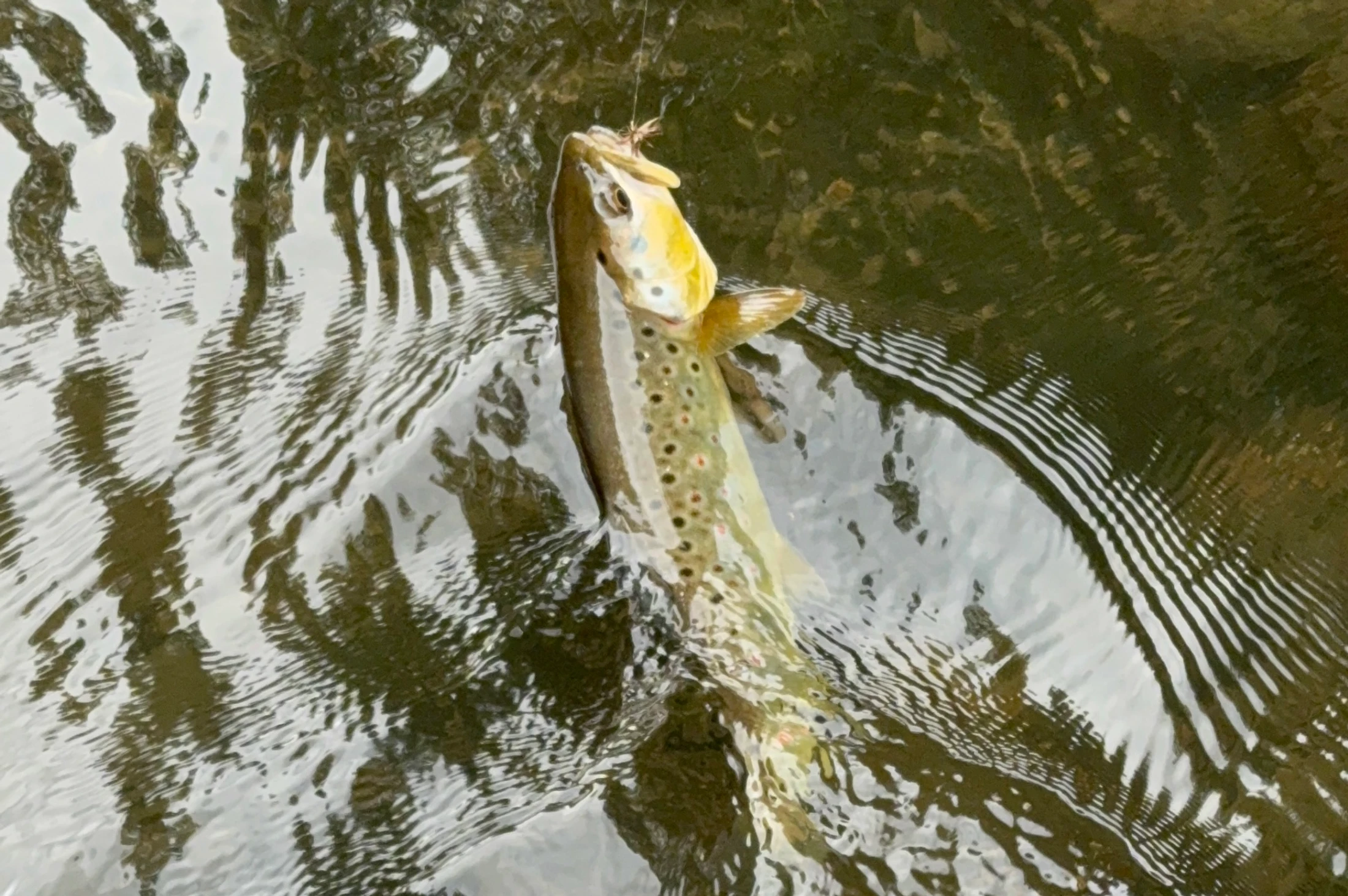 Don't Take the Bait