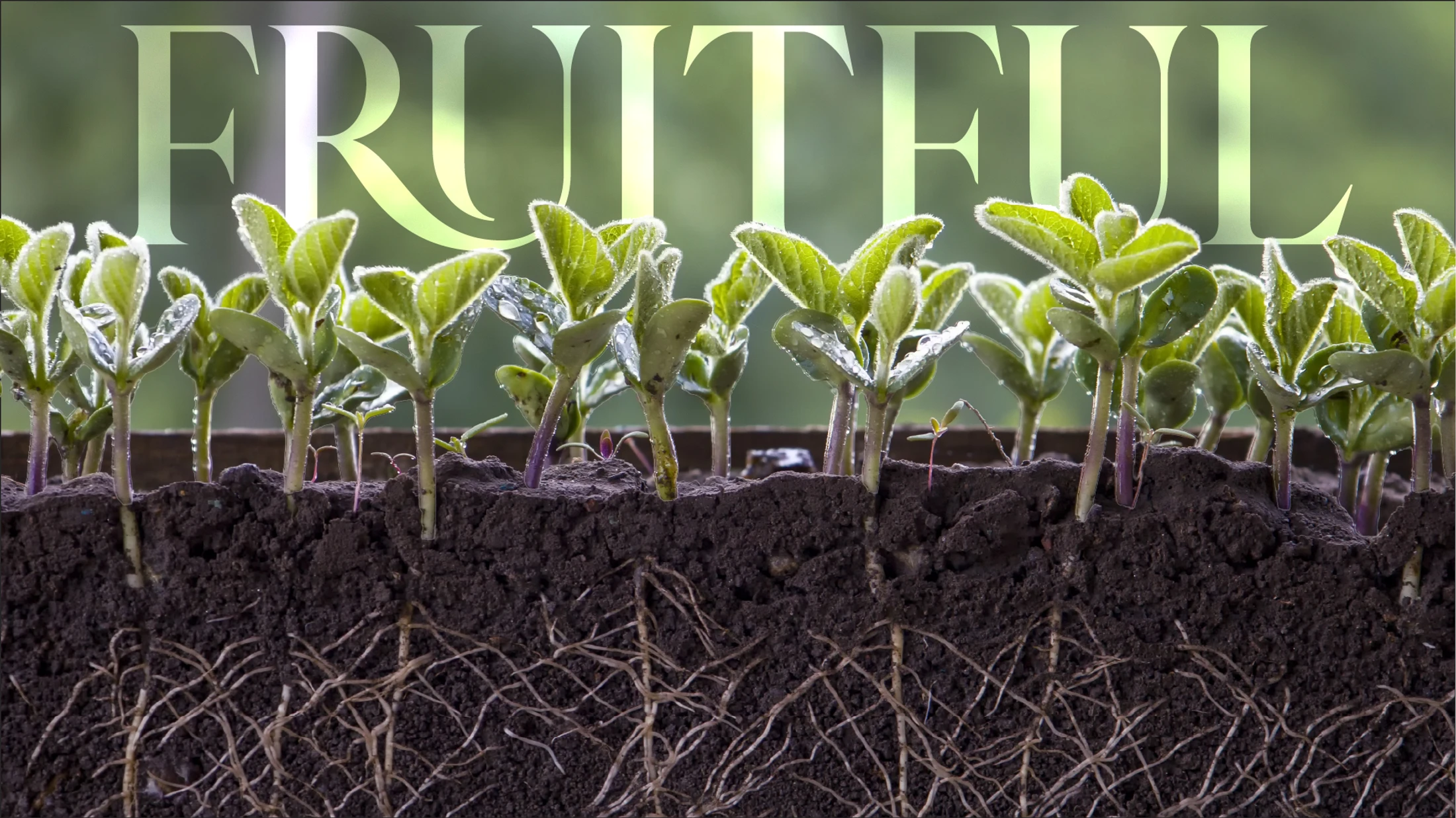 Fruitful | Week 4