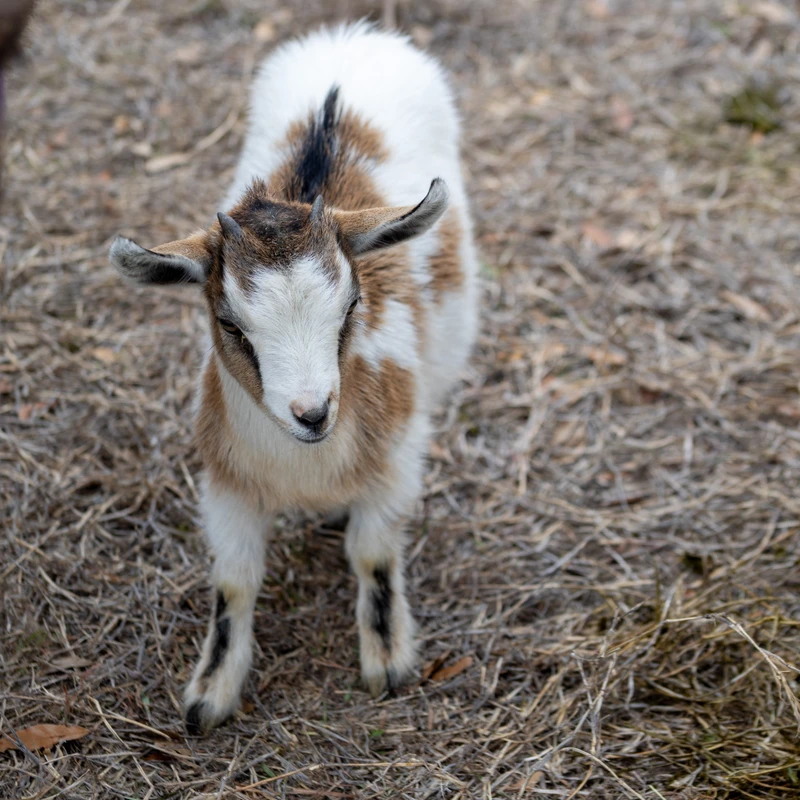A small baby goat with white and brown patches stands on hay, looking towards the camera. A blurry orange chicken is visible in the background.
