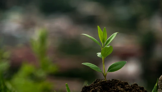green plant on brown soil