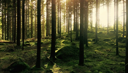 green pine trees
