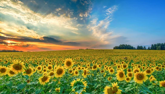 <span style="color:var(--primary-color-bg)">CELEBRATING SENIORS SUMMER EVENT: June 10</span>