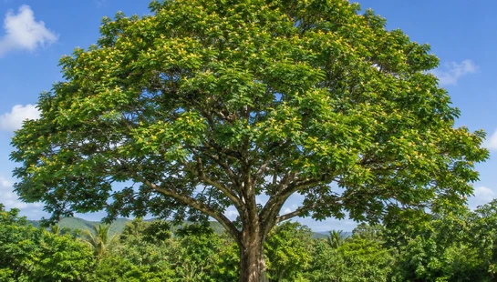 A very large tree with a wide, leafy green canopy stands alone in a mown grass field under a bright blue sky with a few fluffy white clouds.