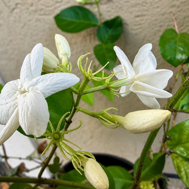 A close-up shot of a jasmine vine with delicate white star-shaped flowers in full bloom and several unopened creamy-white buds among green leaves.