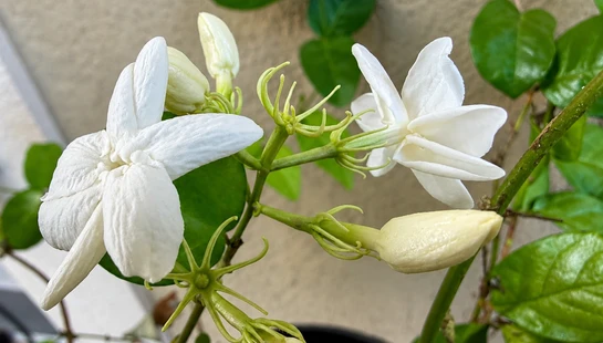 A close-up shot of a jasmine vine with delicate white star-shaped flowers in full bloom and several unopened creamy-white buds among green leaves.