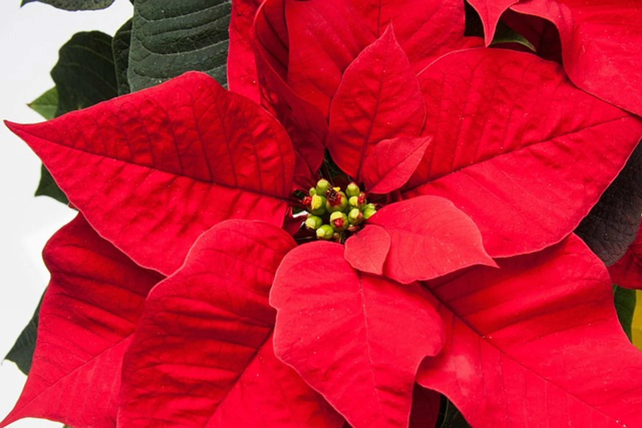 Poinsettias