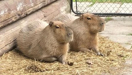 High Park Trails & Zoo