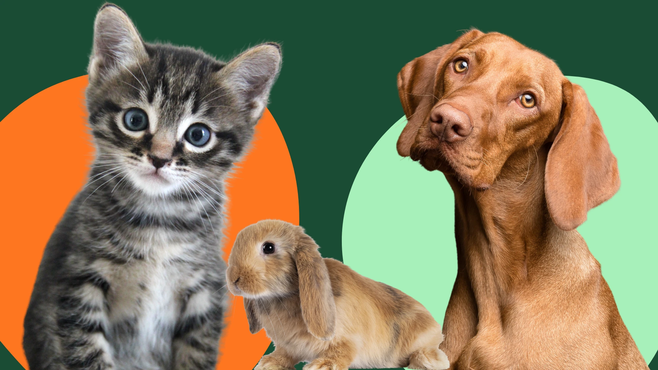 Blessing of the Animals