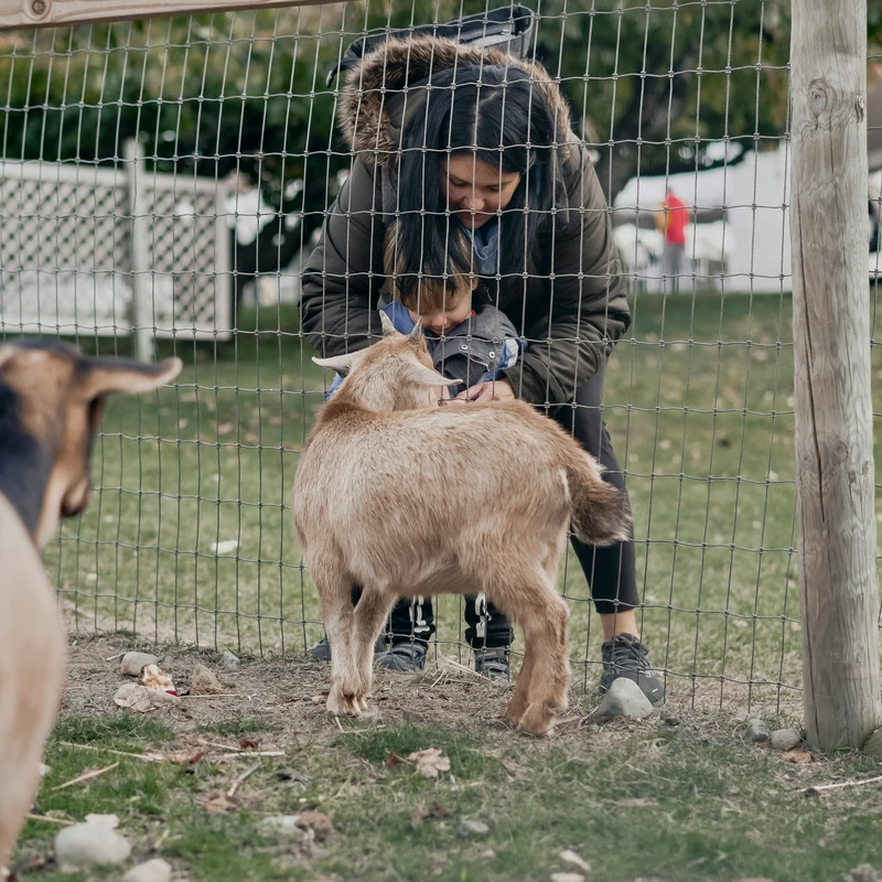 Petting Zoo