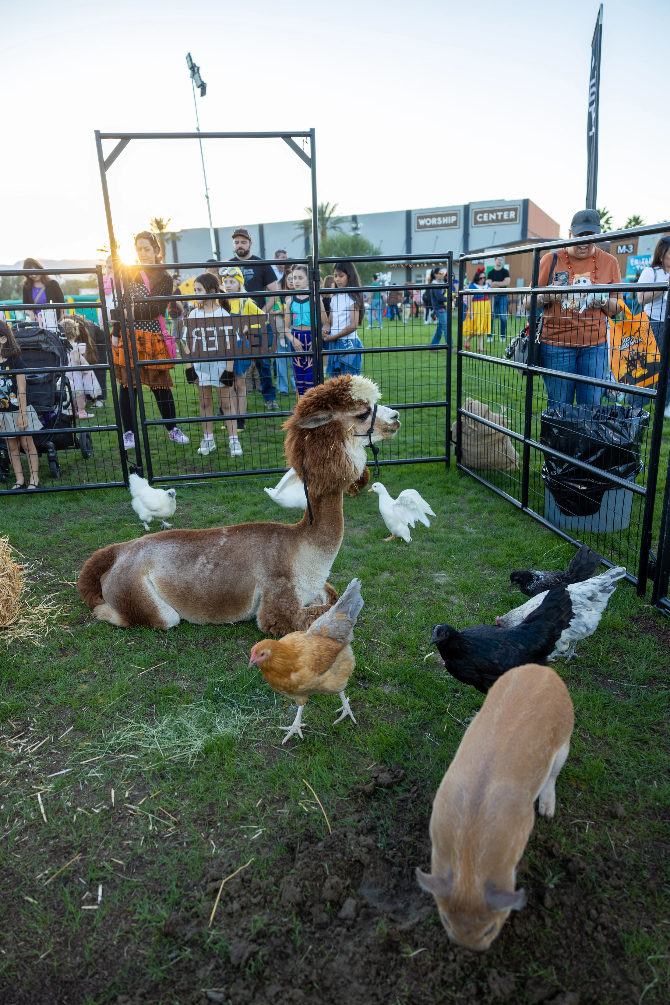 An alpaca sits in a grassy pen with chickens and a pig while people, including children in costumes, watch from behind a fence at an outdoor event.