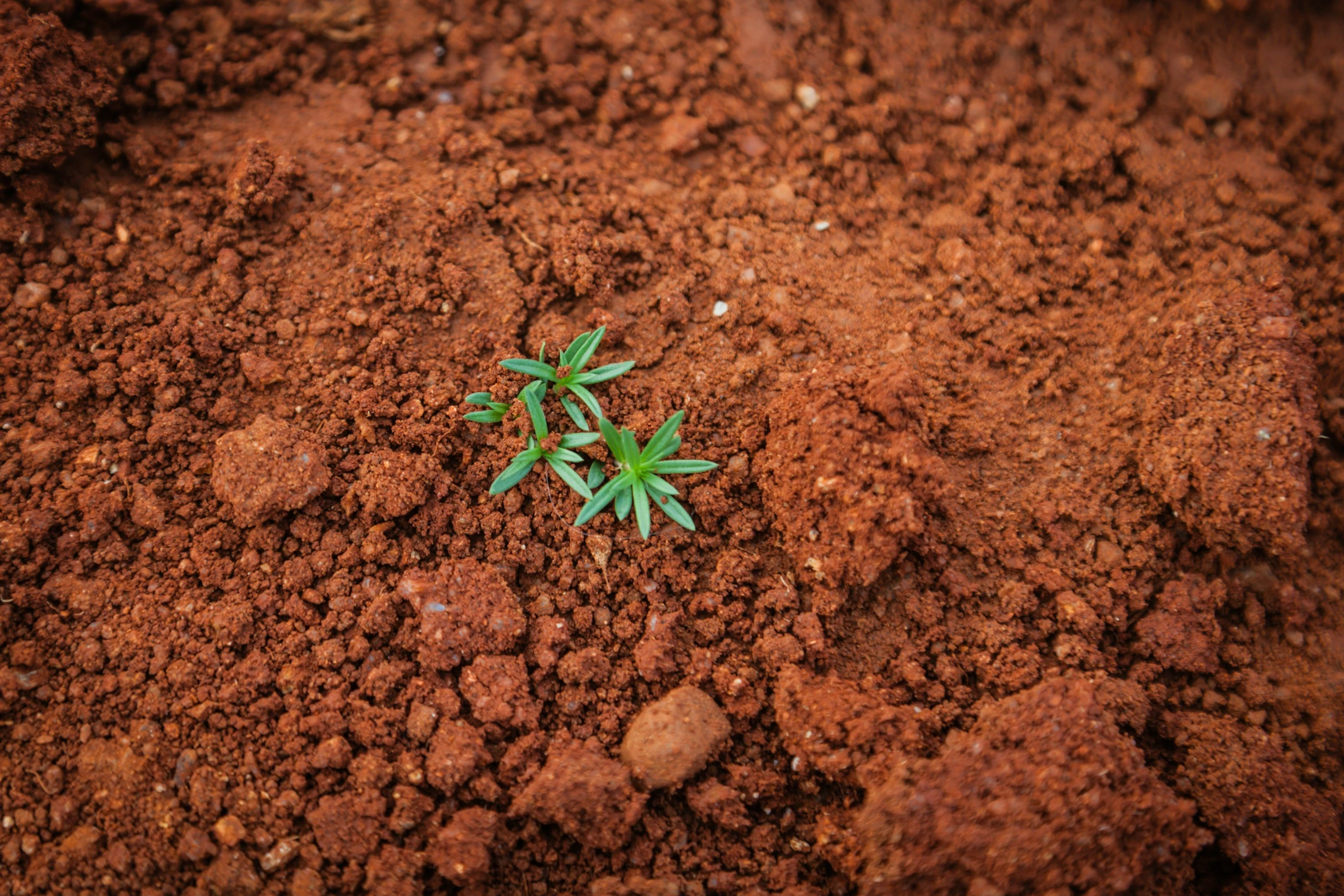 Guard Your Ground: The Four Conditions of the Heart