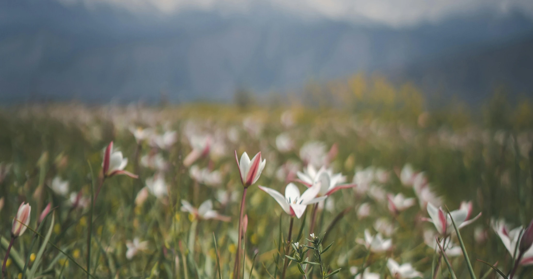 “I Am the Resurrection and the Life”: Encountering the God Who is Hope