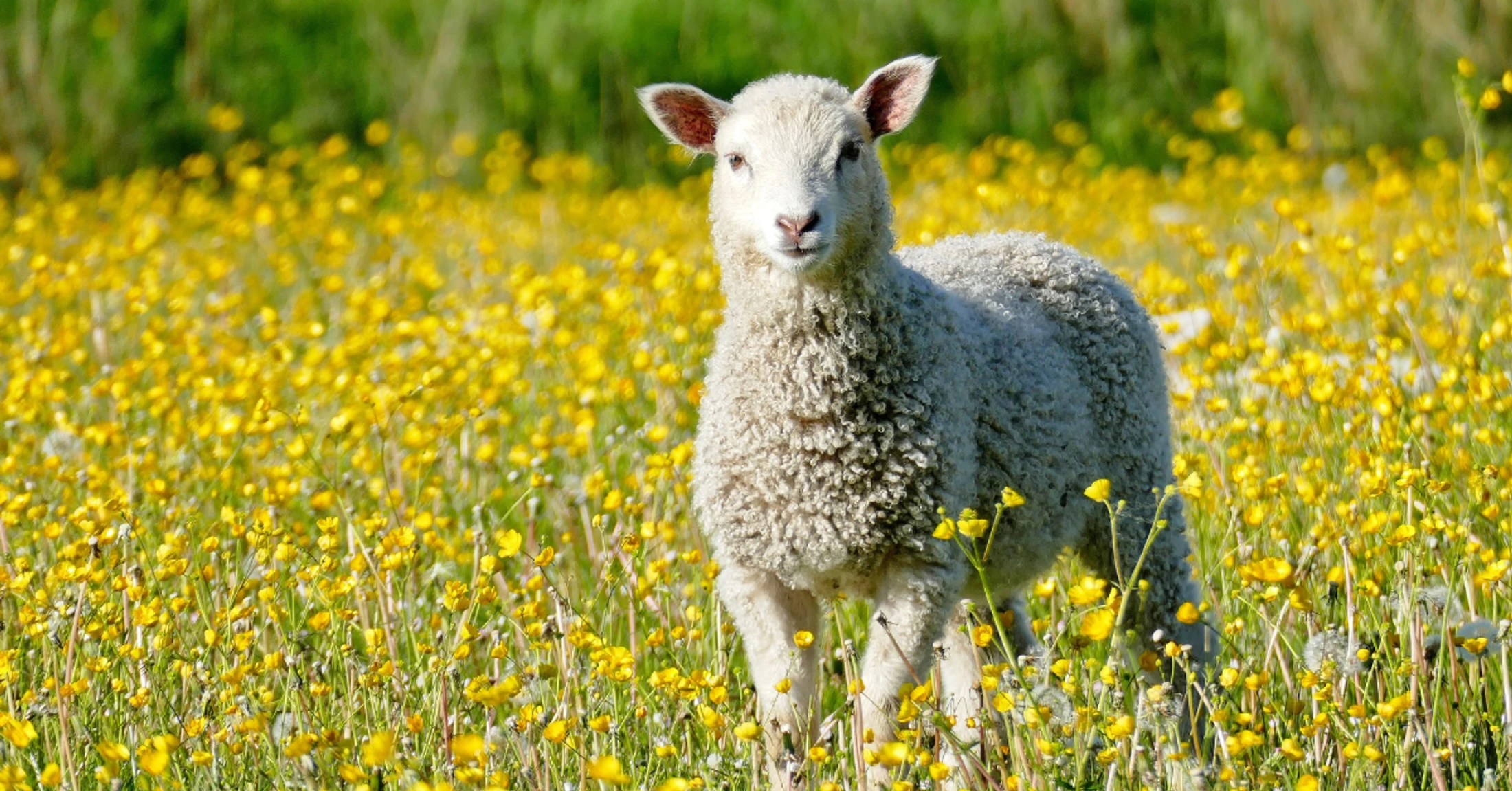 "I Am the Good Shepherd": Encountering the God Who Loves You