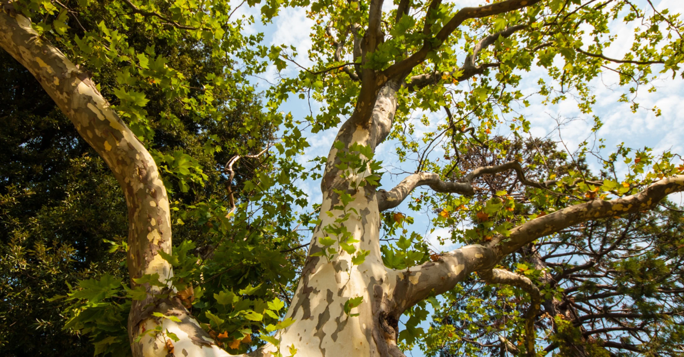 Going Deeper: The Fulfillment of Encounter in the Story of Zacchaeus
