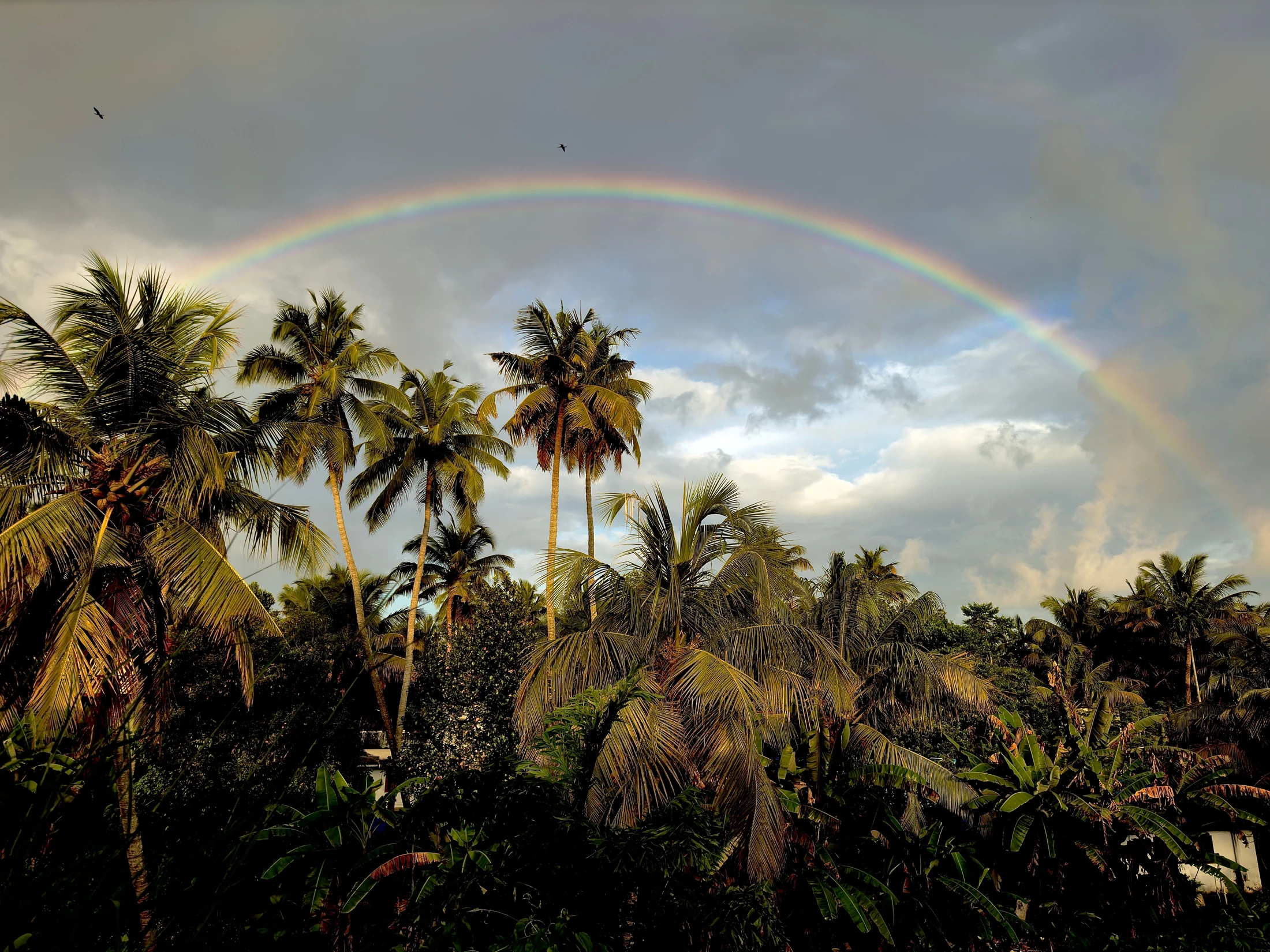 Going Deeper: The Promise of Grace in the Story of Noah’s Ark