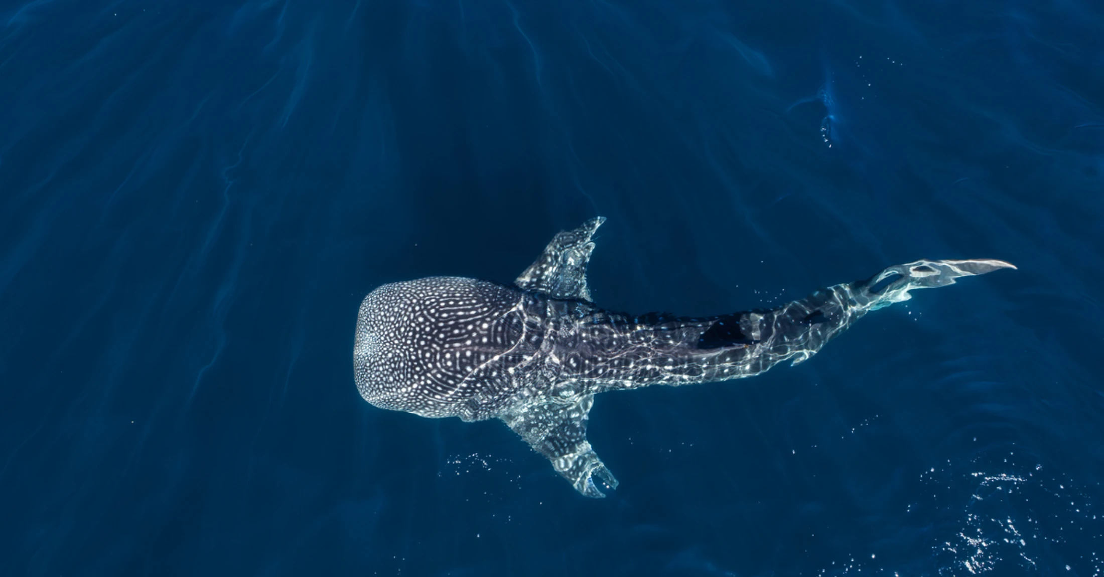 Going Deeper: The Promise of Mercy in Jonah and the Big Fish