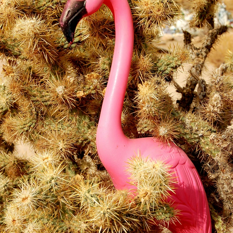 WATCH OUT!<br>You May Get Flamingoed!