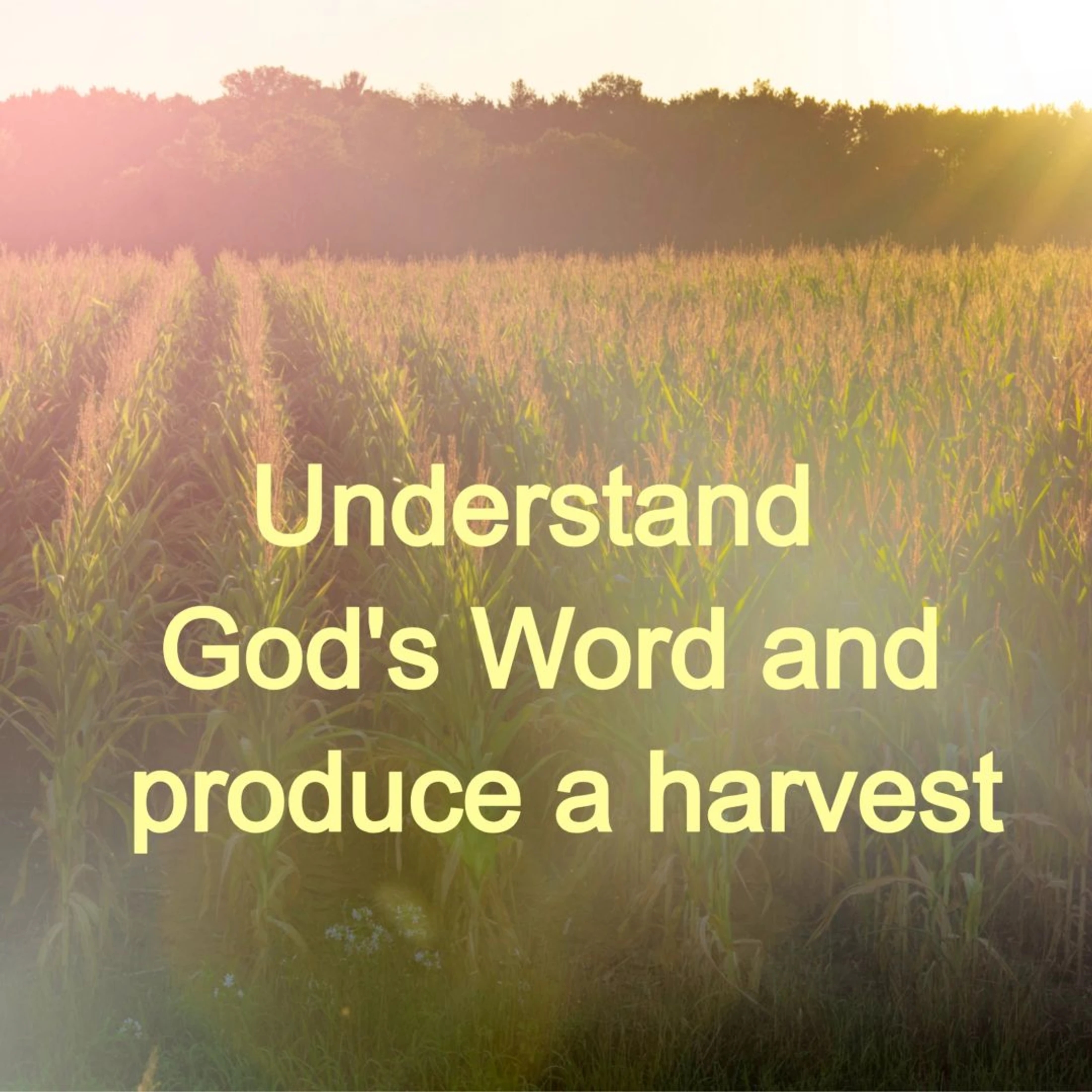 Hopeful Harvest