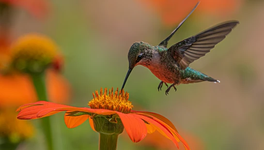 A close-up of a green hummingbird with spread wings, hovering in mid-air to drink nectar from a vibrant orange flower with a yellow center.