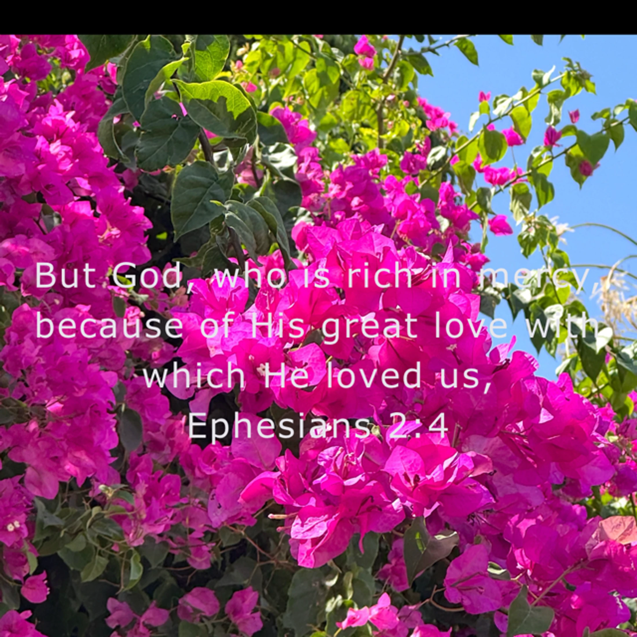 A vibrant bush of pink bougainvillea flowers against a blue sky, with the bible verse Ephesians 2:4 overlaid in white text.