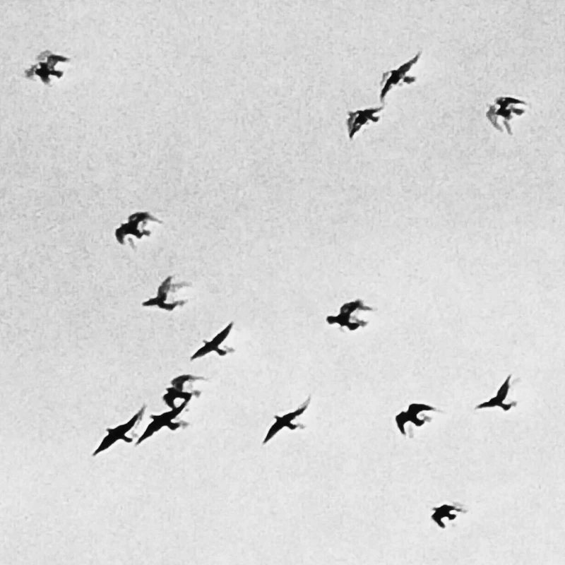A grainy, black-and-white photo captures a flock of dark birds in mid-flight, scattered as silhouettes against a pale, uniform sky.
