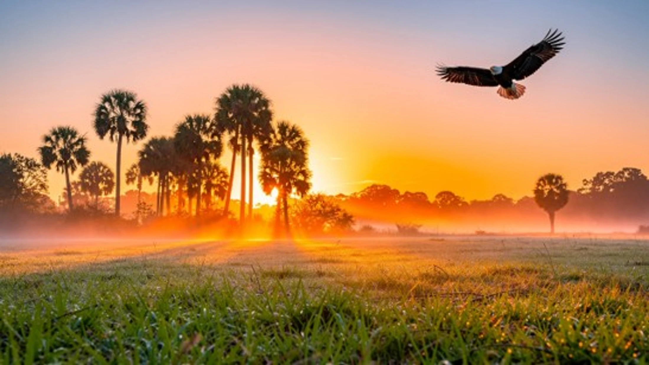 A bald eagle soars through a golden sky over a misty, green field at sunrise. The sun's rays shine through a silhouette of palm trees in the background.