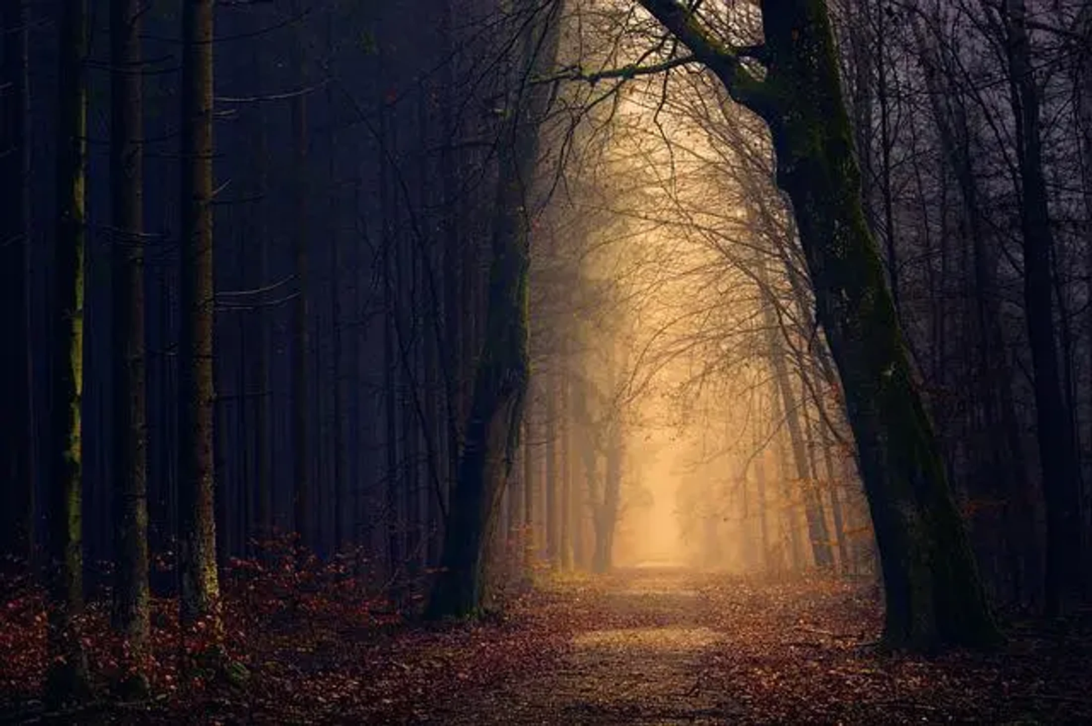 A dirt path meanders through a dark, dense forest with bare trees, leading towards a bright, golden, misty light in the distance.