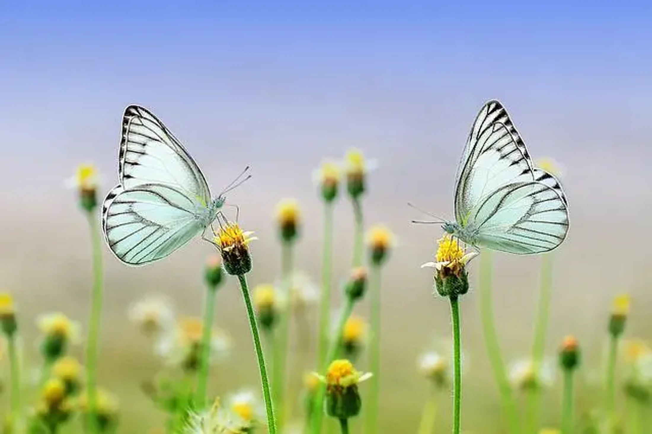 Two delicate white butterflies with black-veined wings face each other, each perched on a small yellow and white wildflower in a blurry field under a blue sky.