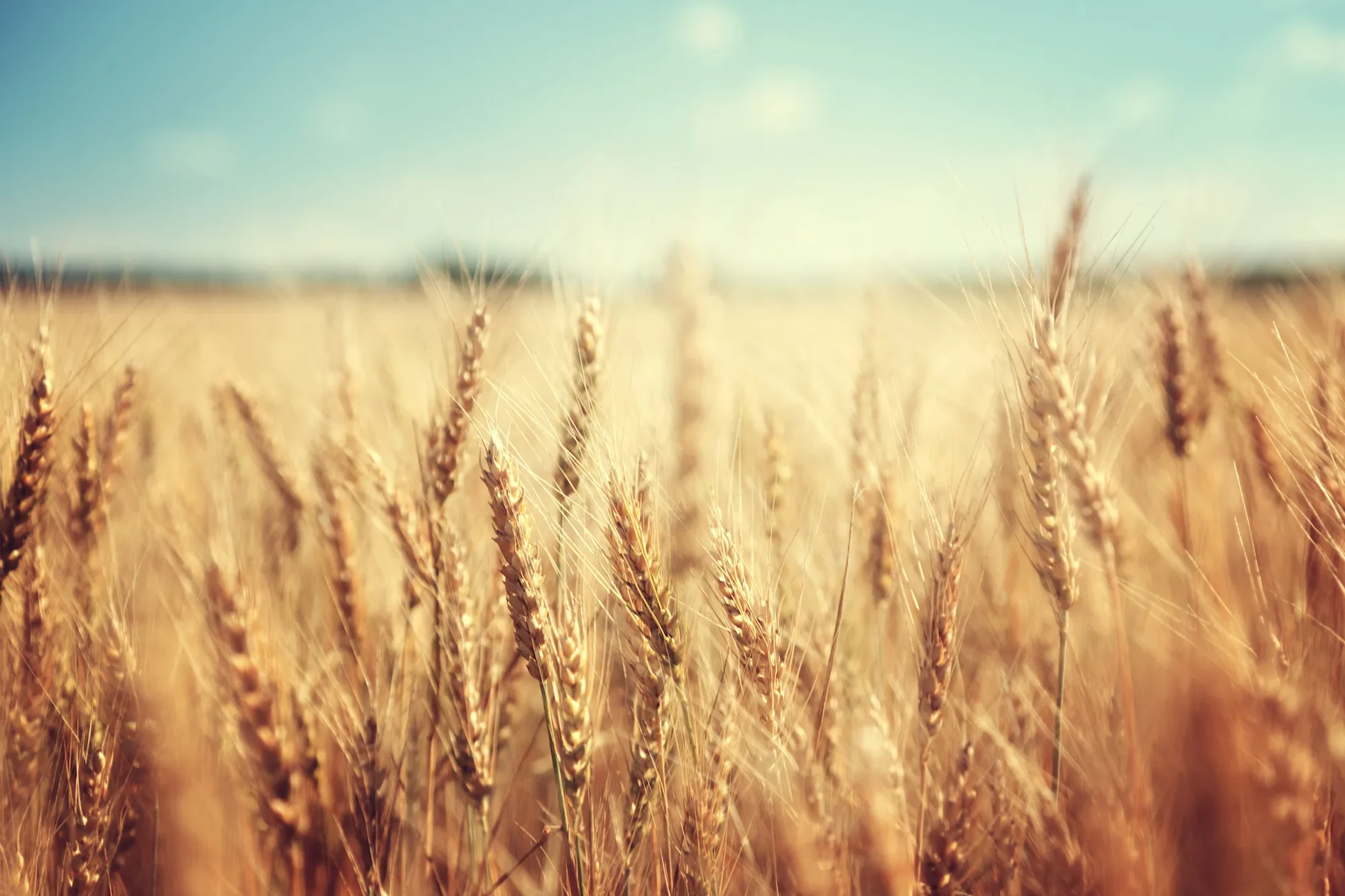 A close-up view of golden wheat stalks in a sunlit field, with a soft-focus background of more wheat and a pale blue sky.