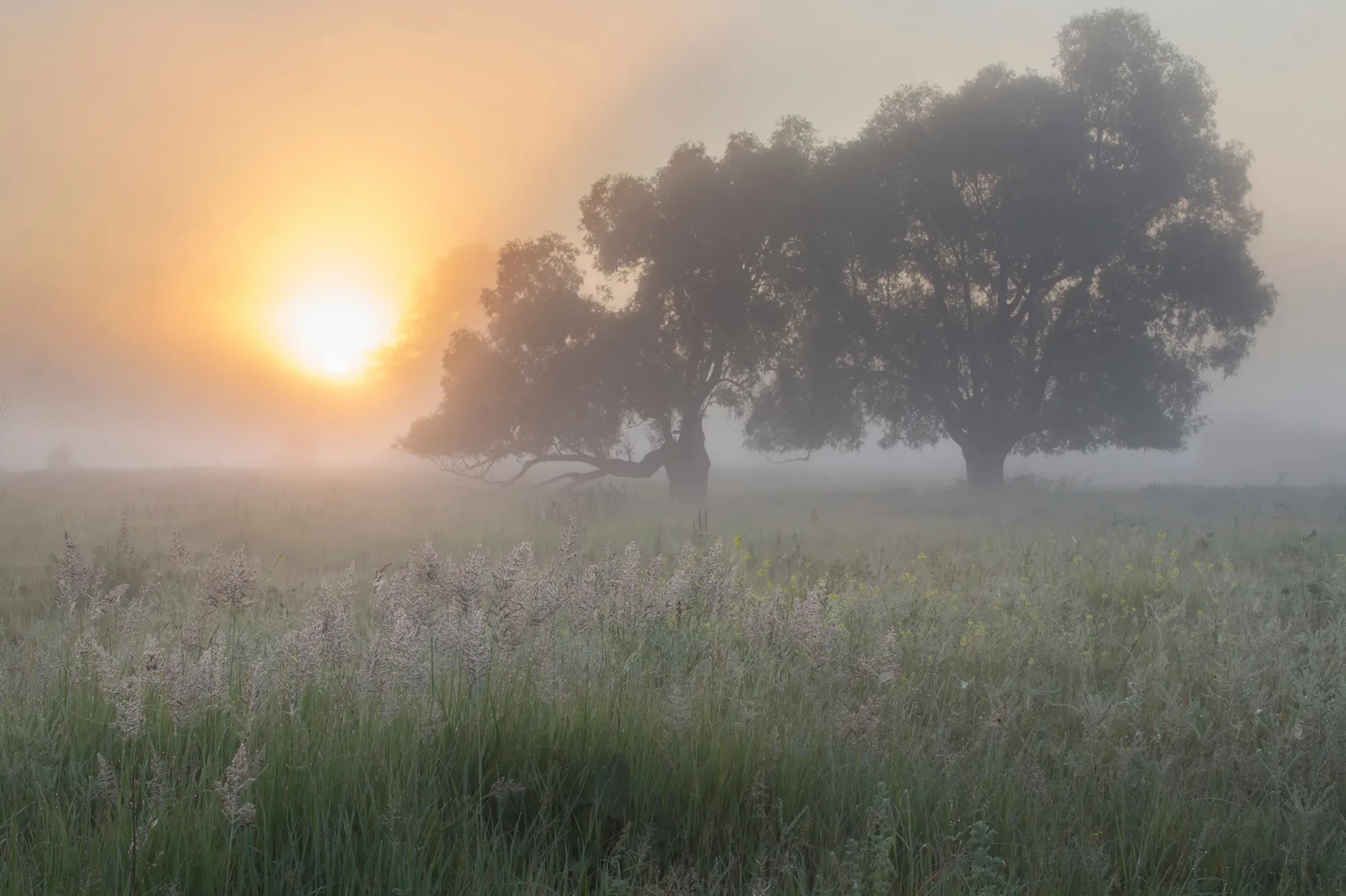 The sun rises through thick fog, casting a warm golden glow over a grassy meadow. Two large trees are silhouetted in the hazy background.
