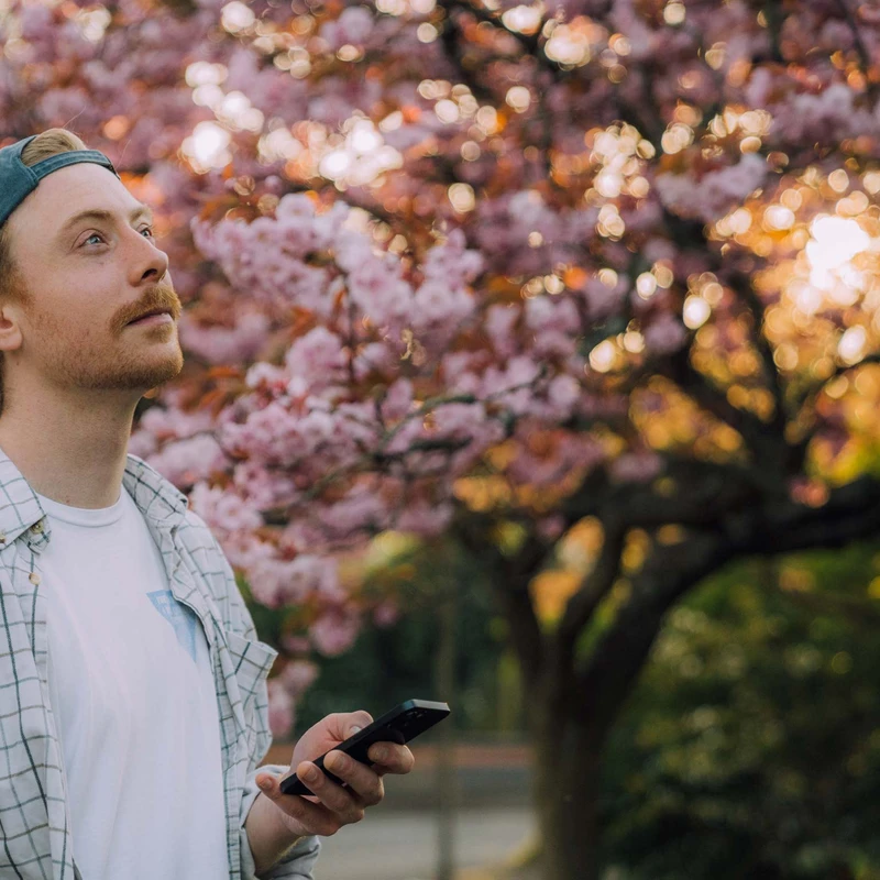A young man in a backwards cap holds a phone and looks up in awe at a large, blooming tree with pink flowers, backlit by the setting sun in a park.