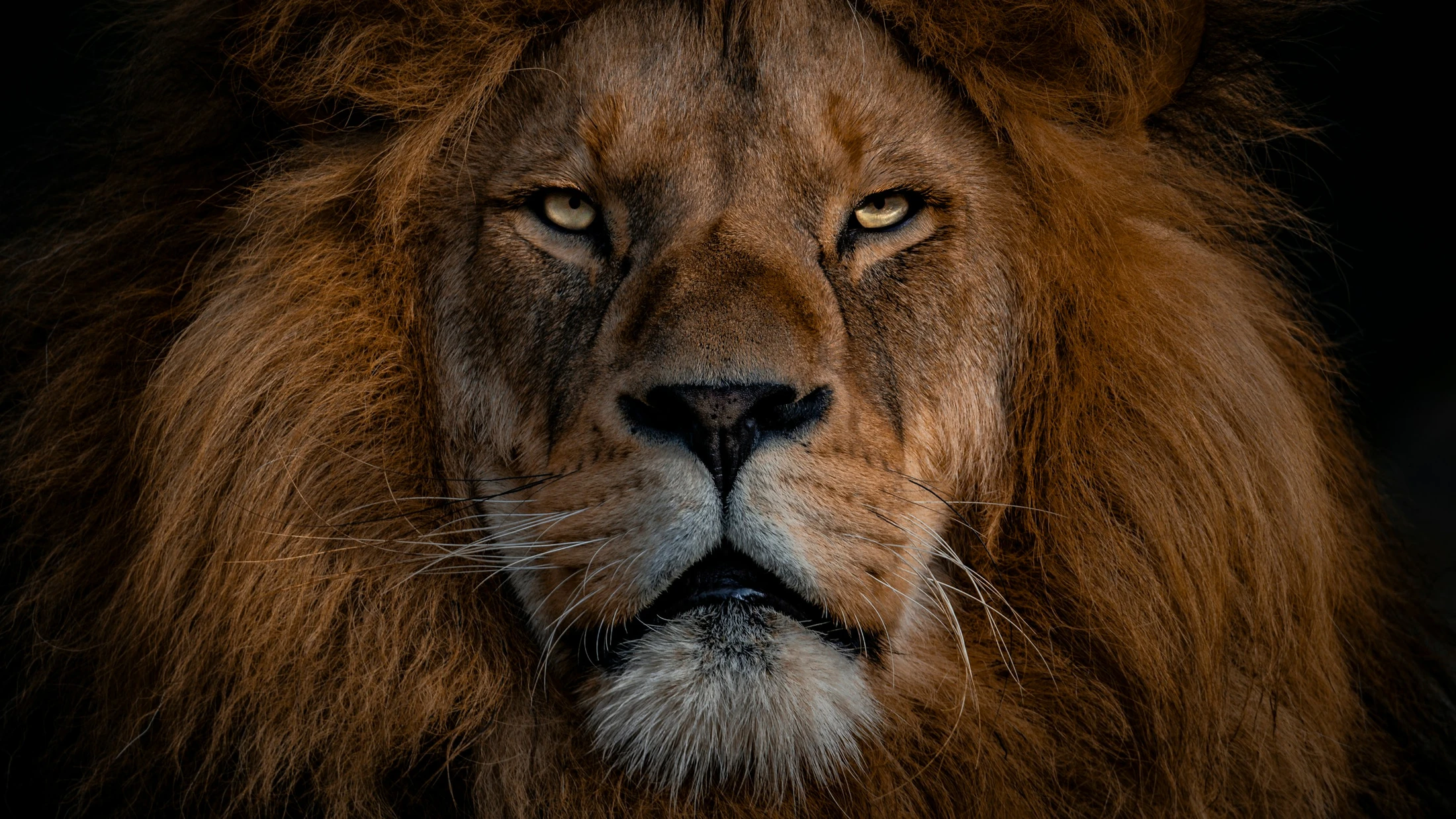 The Lion of Judah Foretold