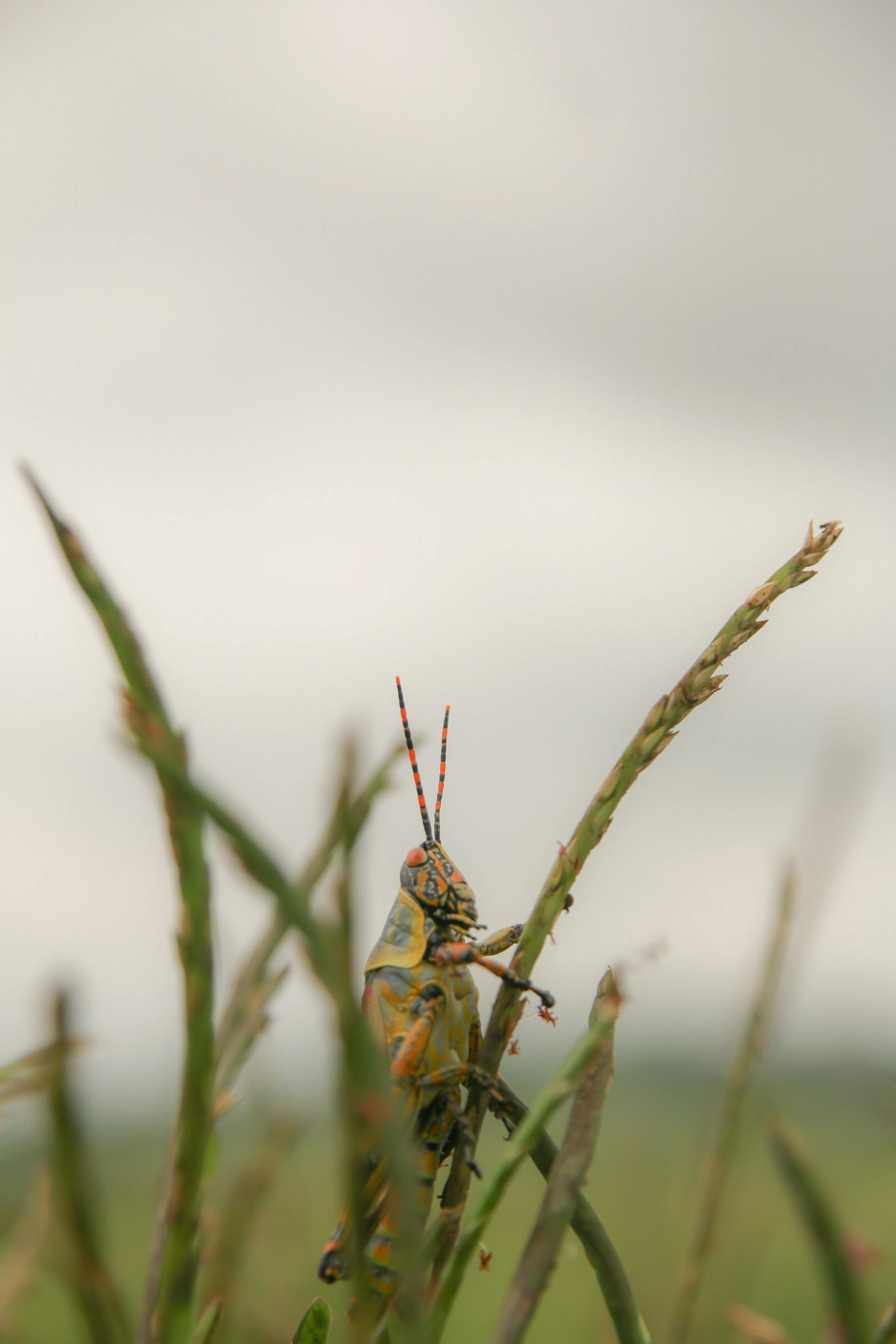 The Locust Plague