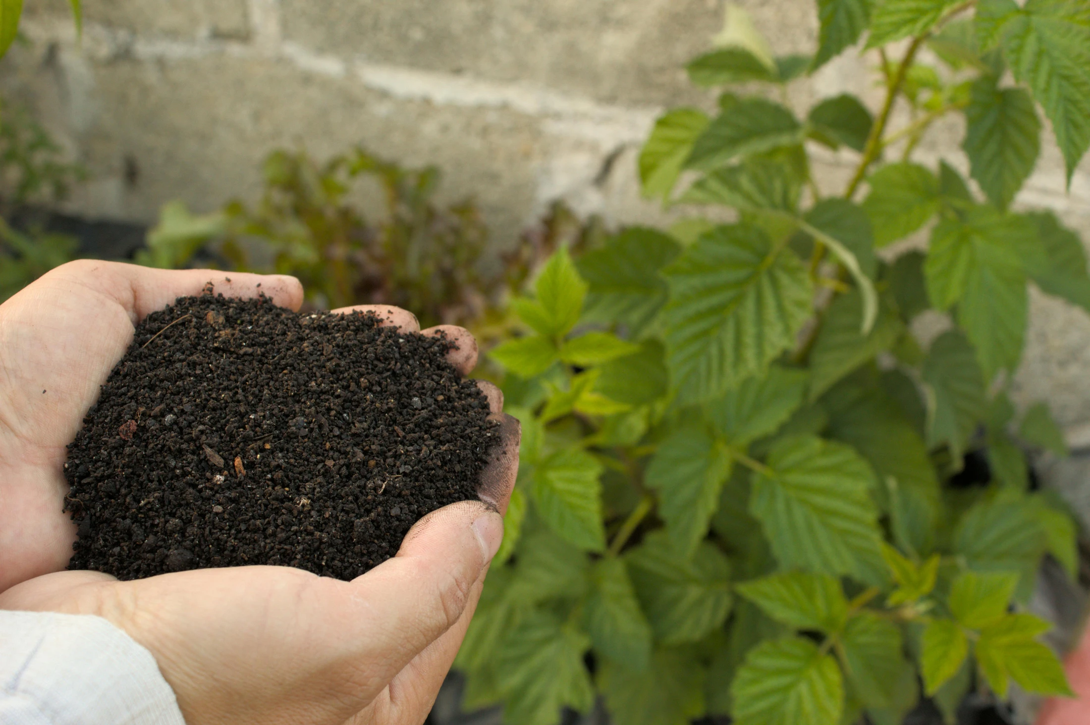 Testing the Soil