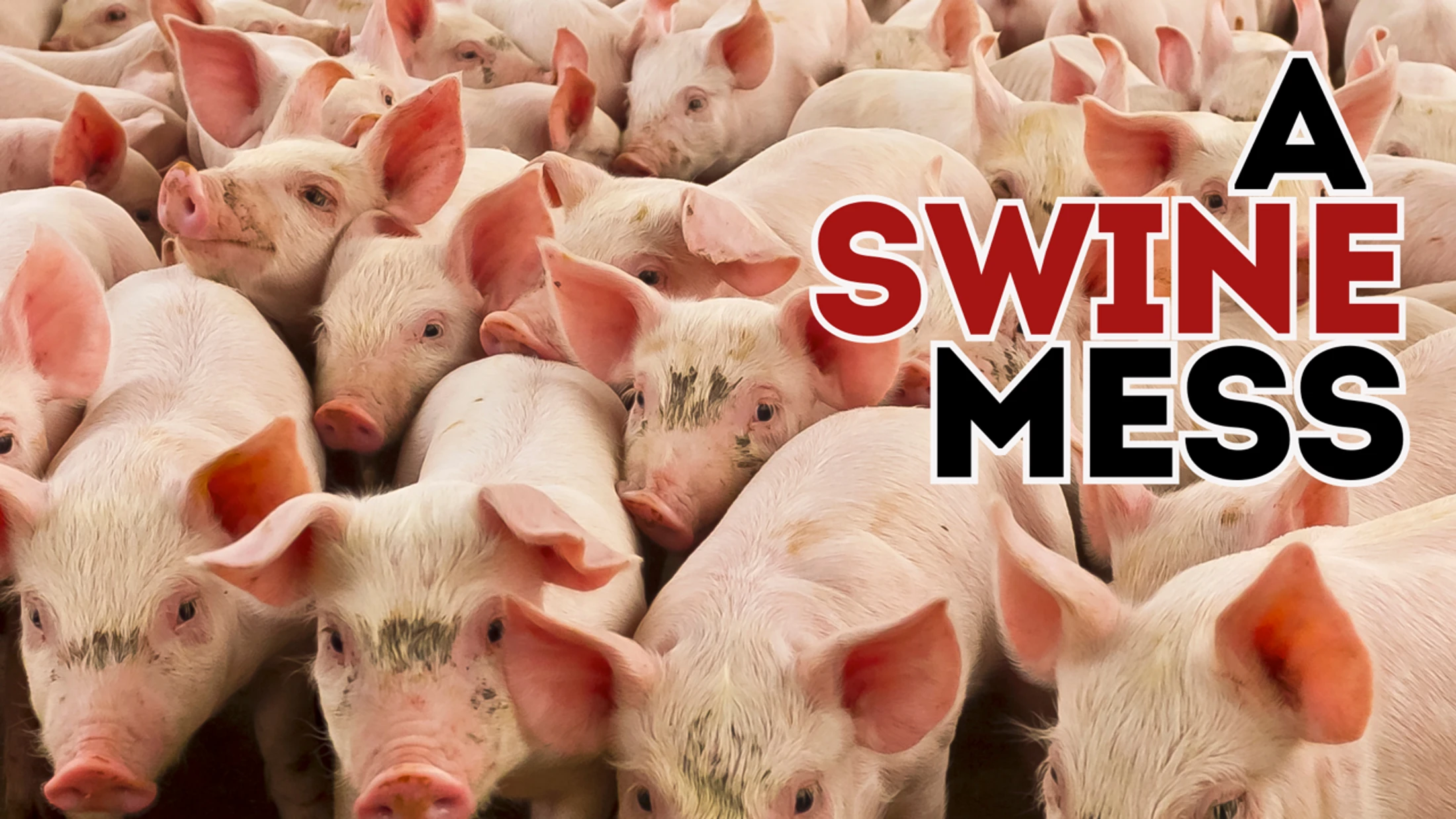 A Swine Mess