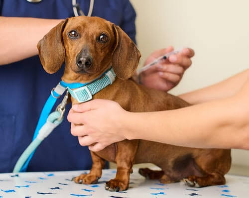 Pet Shot Clinics