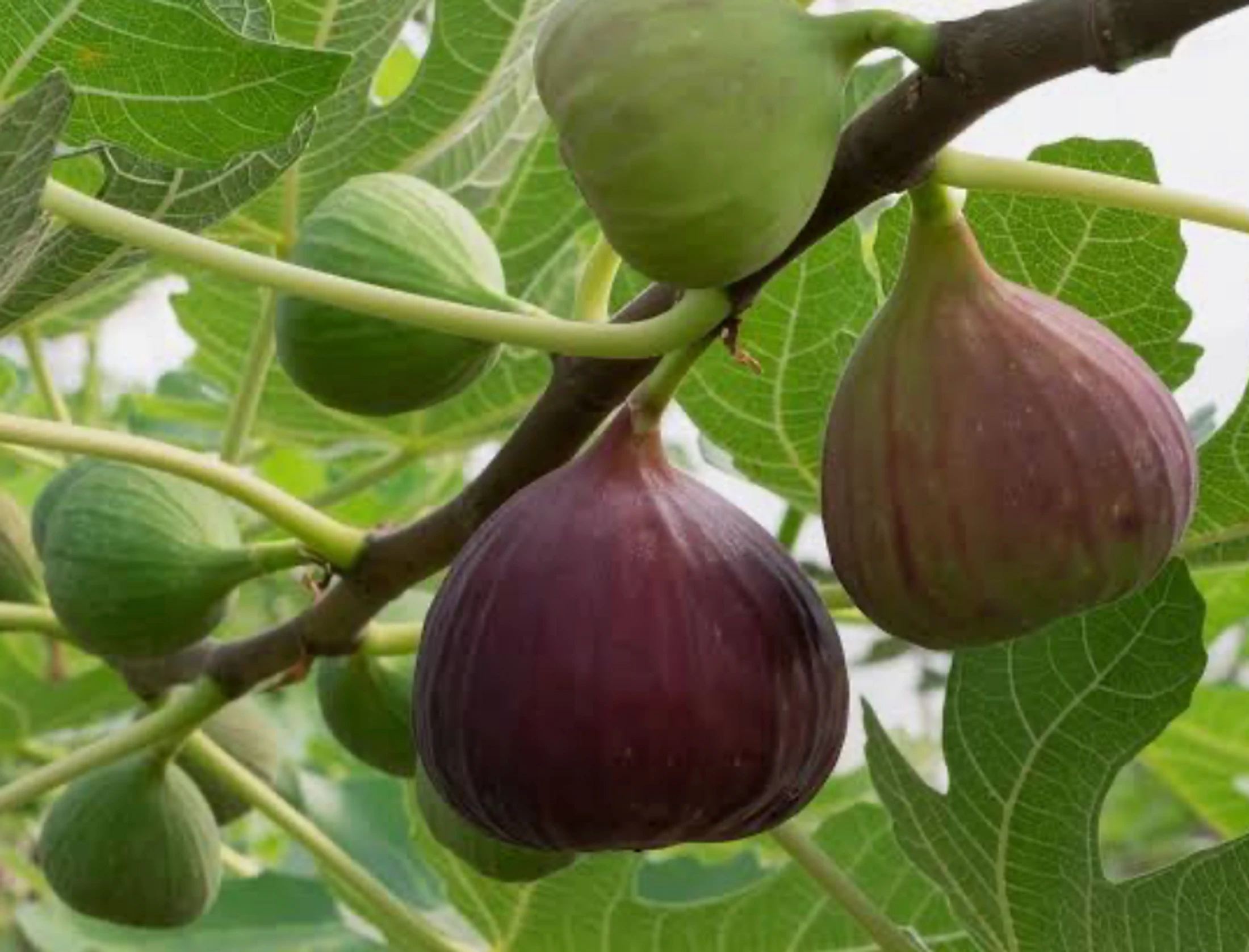 "Fig Trees Anonymous"   Isaiah 5: 1-6; Luke 13: 6-9