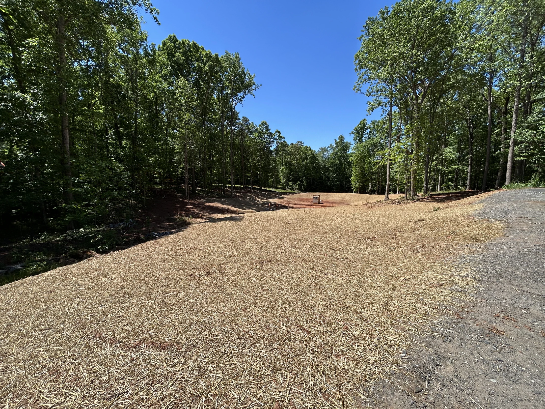A wide, cleared plot of land covered in straw mulch on red soil, surrounded by a lush green forest under a clear blue sky. A gravel road is on the right.